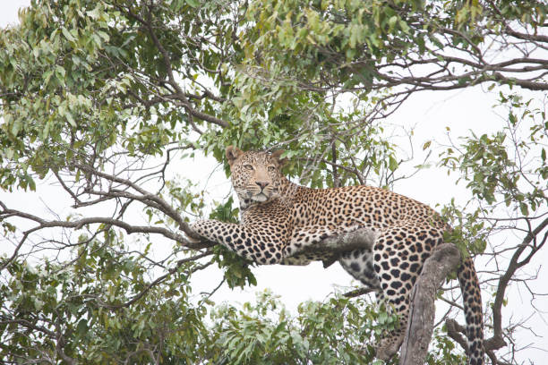 istock African jungle and its beasts 971838136