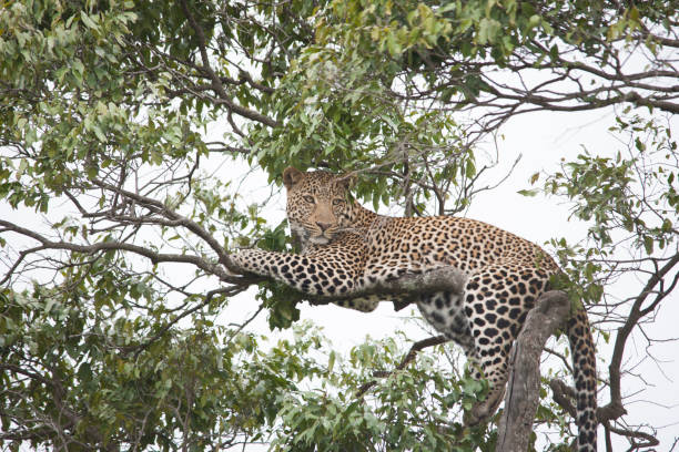 istock African jungle and its beasts 971838144