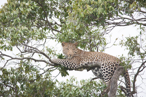 istock African jungle and its beasts 971838154