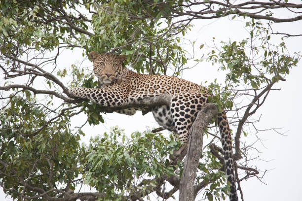 istock African jungle and its beasts 971838156