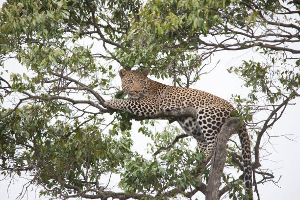 istock African jungle and its beasts 971838164