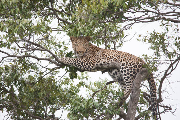 istock African jungle and its beasts 971838168