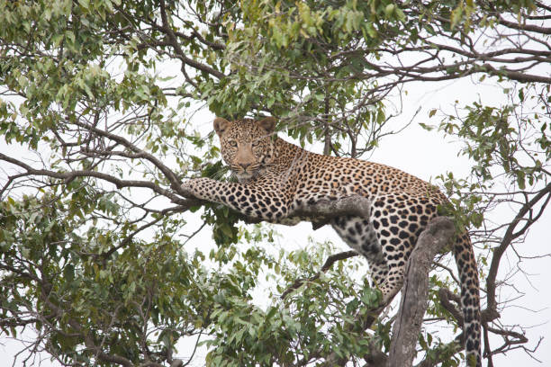 istock African jungle and its beasts 971838172
