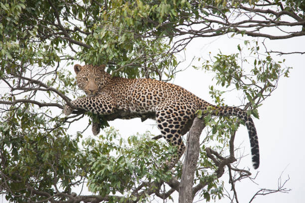 istock African jungle and its beasts 971838312