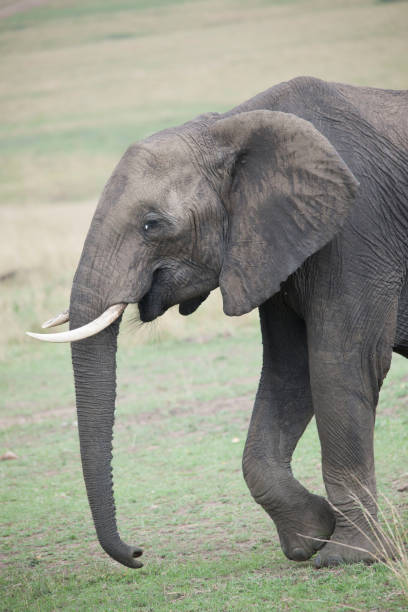 istock In the African jungle plains 971840632