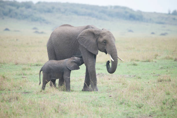 istock In the African jungle plains 971840640