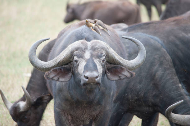 istock In the African jungle plains 971840678
