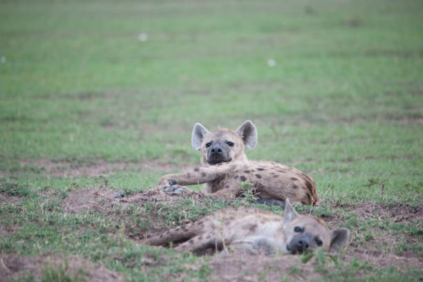 istock In the African jungle plains 971840760