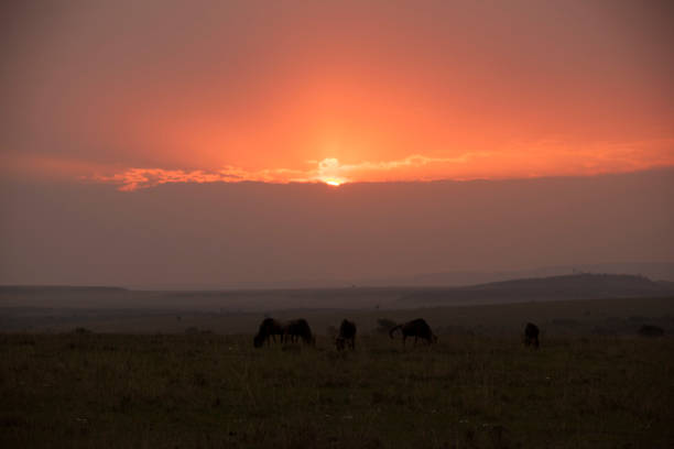 istock In the African jungle plains 971840862