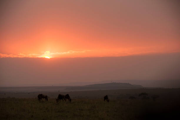 istock In the African jungle plains 971840864