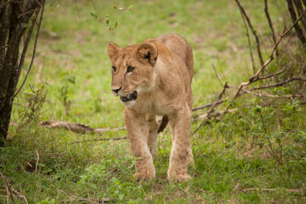 istock the african jungle 971841214