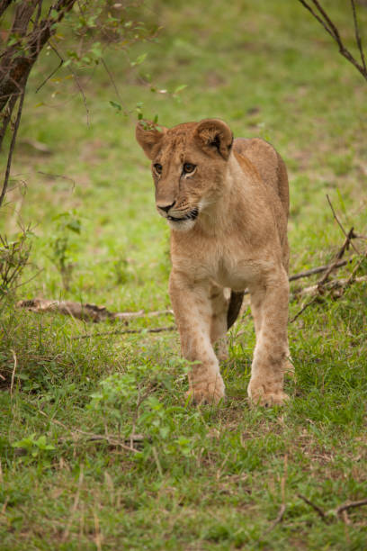istock the african jungle 971841218