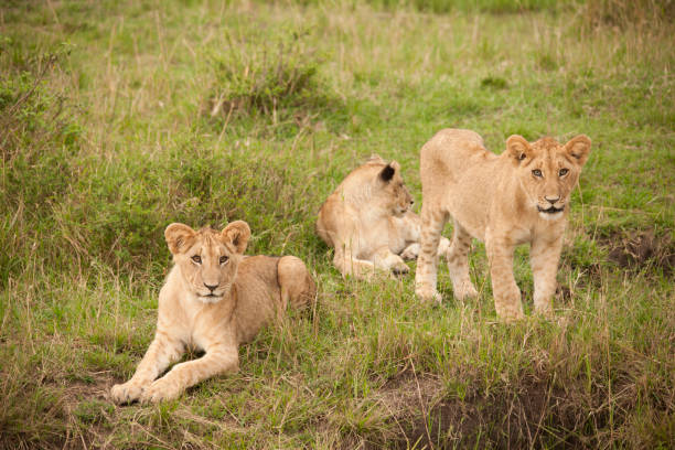 istock the african jungle 971841460