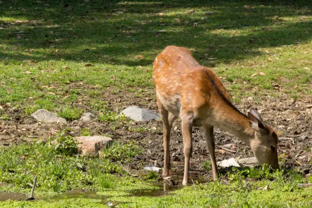 Deer in Nara Park. Japan.Deer is cherished as a divine force of God