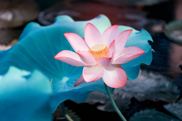 istock lotus flower blooming in summer pond 971843848