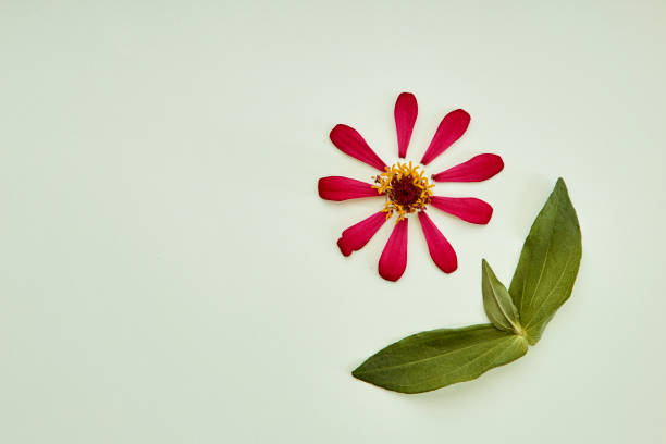 istock Spring flowers Pink flowers on green background 971846478