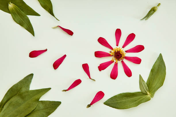 istock Spring flowers Pink flowers on green background 971846492