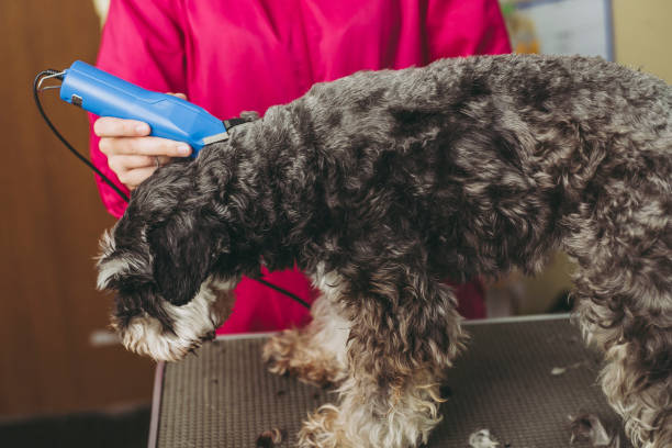 istock Miniature Schnauzer trimming 971846644