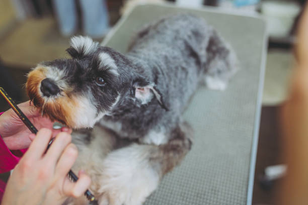 istock Miniature Schnauzer trimming 971848868
