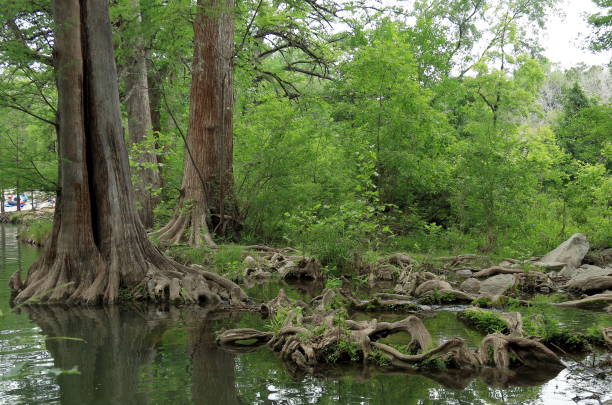 troncos y raíces en el agua. - spring forest scenics wetland fotografías e imágenes de stock