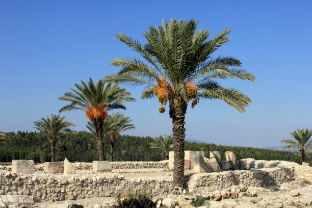 Date palms amid the ruins of Megiddo. Date palms amid the ruins of Megiddo. Tel Megiddo National park, Israel date palm tree stock pictures, royalty-free photos & images