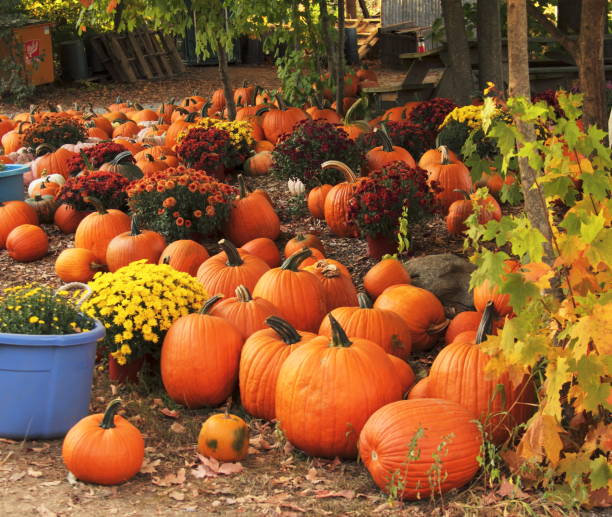 istock Orange pumpkins with flowers 971848986