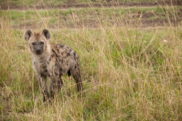 istock African jungle and its beasts 971849590