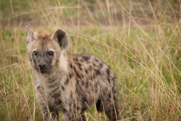 istock African jungle and its beasts 971849610