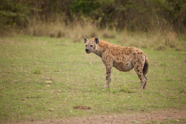istock African jungle and its beasts 971849618