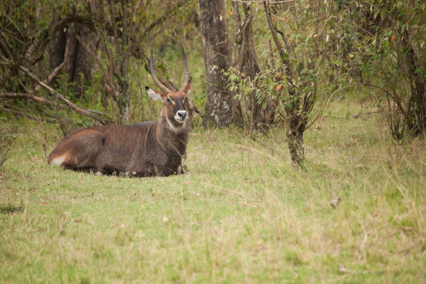 istock African jungle and its beasts 971849744