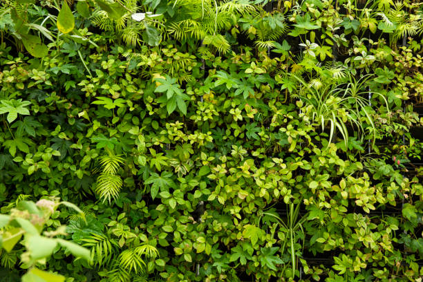 istock green leaves  background 971850094