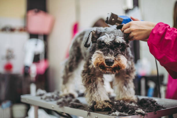 istock Miniature Schnauzer trimming 971852230