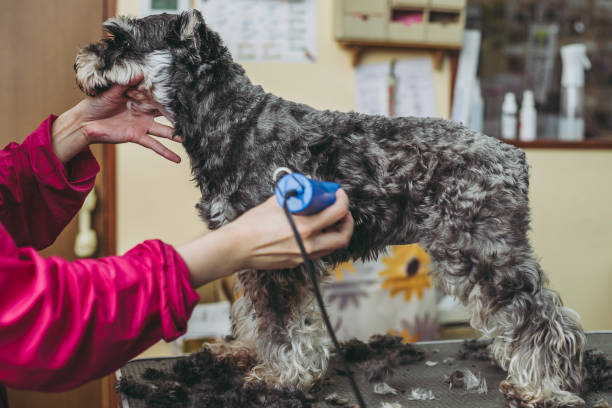 istock Miniature Schnauzer trimming 971852354