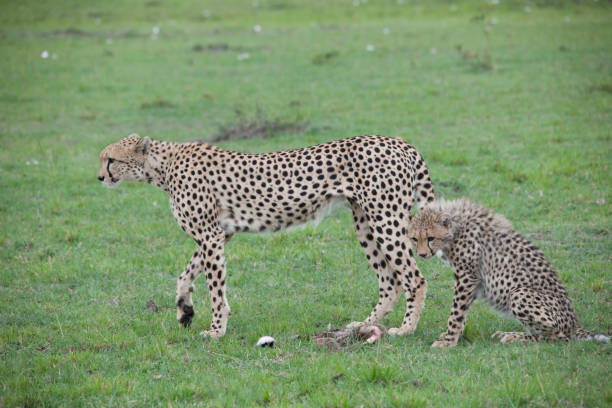 istock African jungle and its beasts 971852604