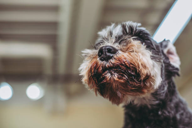 istock Miniature Schnauzer trimming 971853072