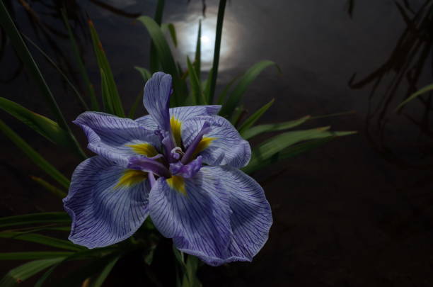 istock Iris - Pale Purple and Yellow 971853160