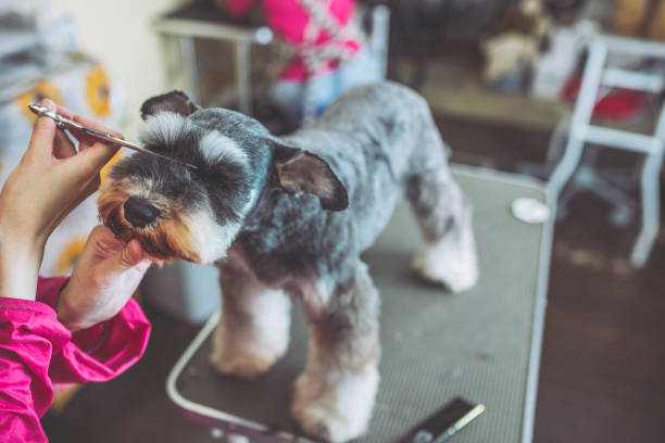 istock Miniature Schnauzer trimming 971853218