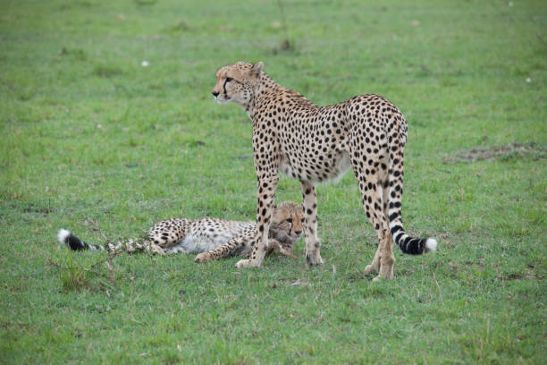 istock African jungle and wild animals 971853314