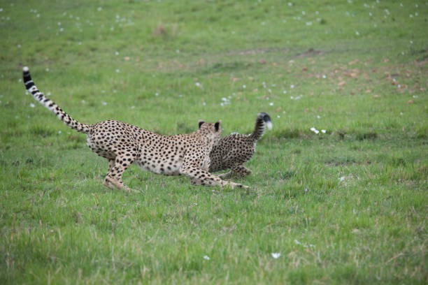 istock African jungle and wild animals 971853852