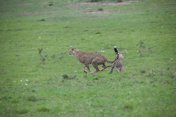 istock African jungle and wild animals 971853904