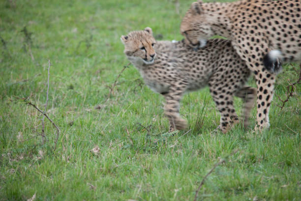 istock African jungle and wild animals 971853944