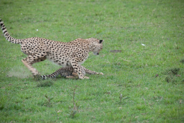 istock African jungle and wild animals 971853986