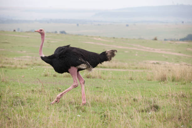 istock wild beasts of the jungle 971857912