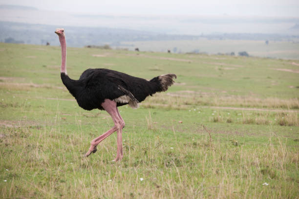 istock wild beasts of the jungle 971857924