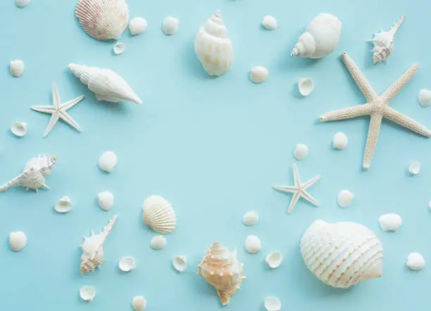 Top view of seashell set with copy space on color background.
Summer, holiday,travel concept ideas