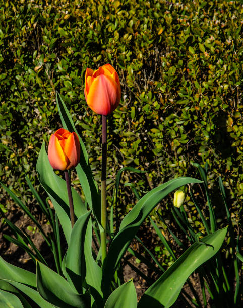 Tulips on a flowerbed