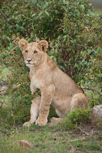 istock Lions lions and more lions 971869400