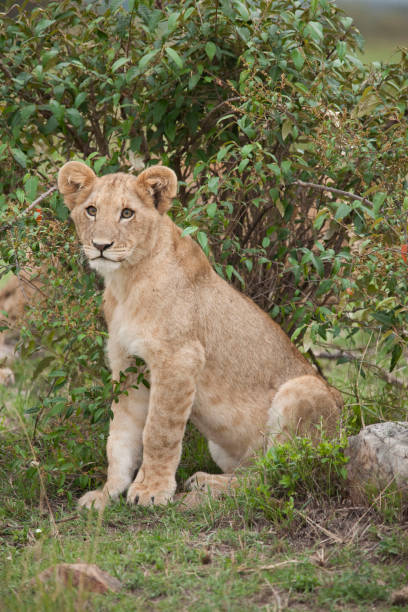 istock Lions lions and more lions 971869412