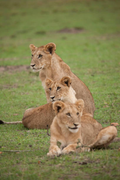 istock Lions lions and more lions 971869528