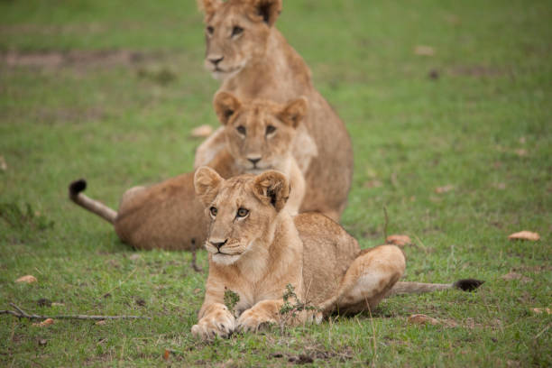 istock Lions lions and more lions 971869552